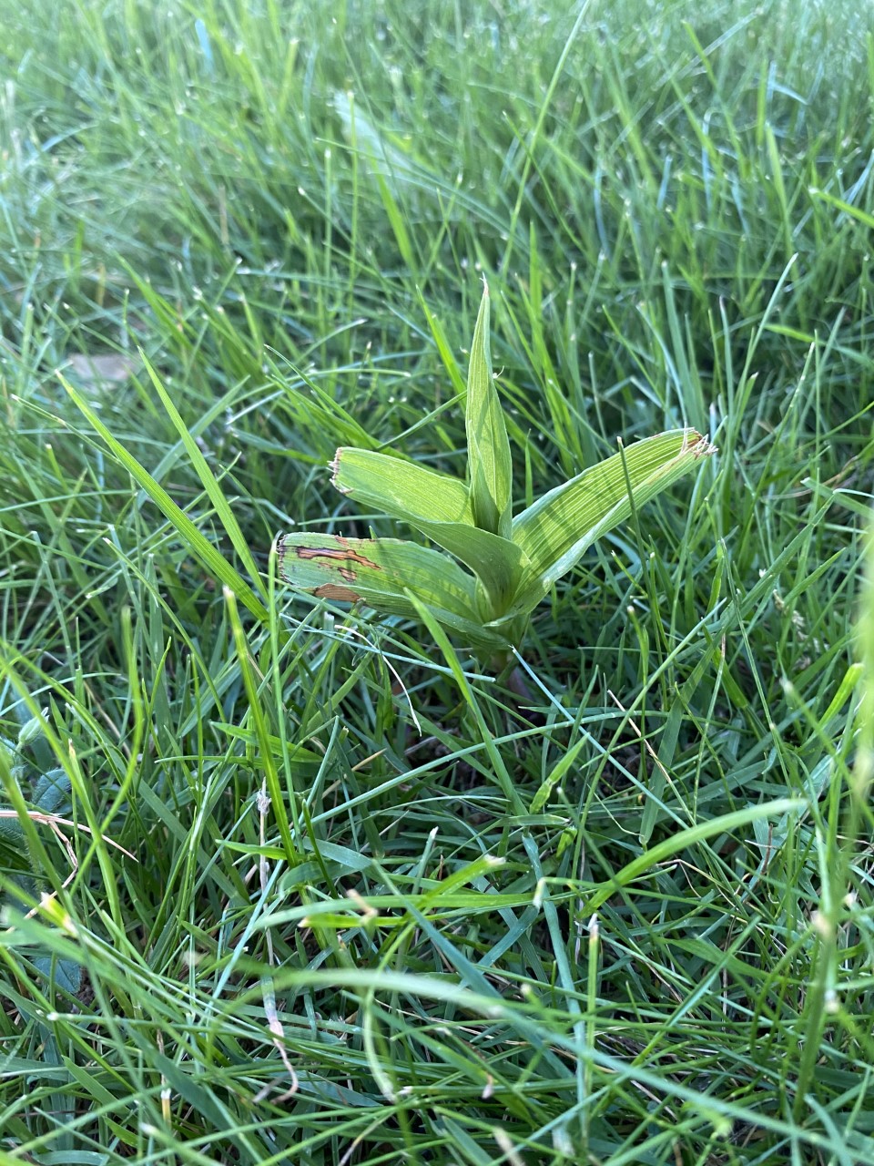 Broadleaf helleborine in lawn.